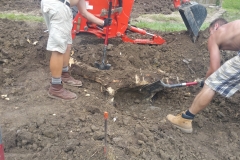 digging-out-big-root-e1456385114601